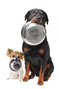 Dog food shutterstock_103711649