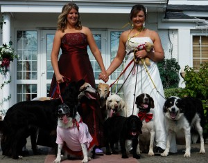 Dog Friendly Wedding