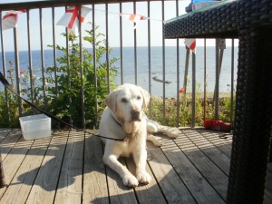  Oliver our beautiful Labrador and our journey