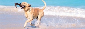 Dog Friendly Holidays in Cornwall