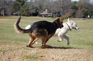 etiquette is important for safety at the dog park