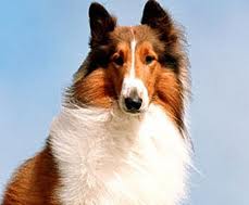 Lassie