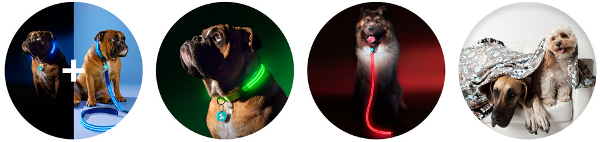 dog light LED collar