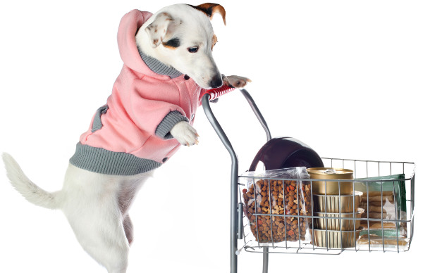Jack Russell dog pushing a shopping cart full of food on white background