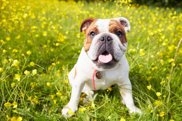 Look after my dog while best sale on holiday