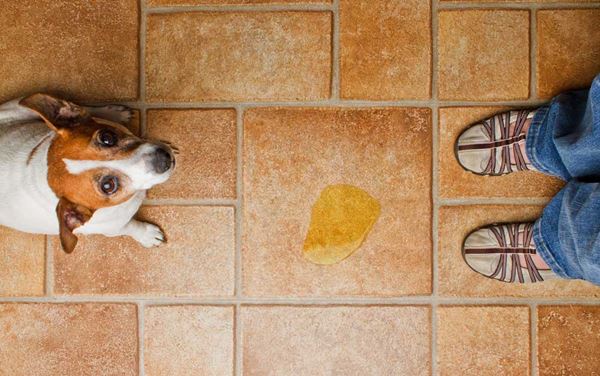 dog peeing on carpet