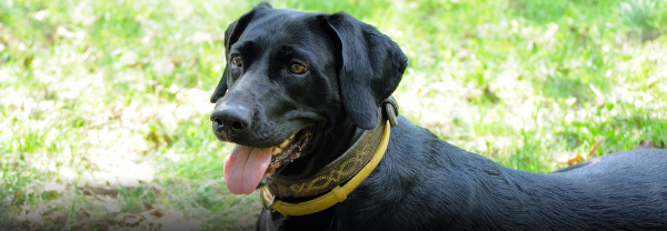 flea collars