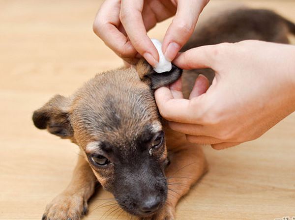 dog ear cleaner