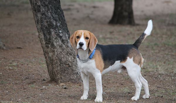 The Best Toys for Your Beagle