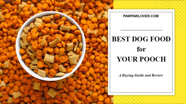 Best Dog Food