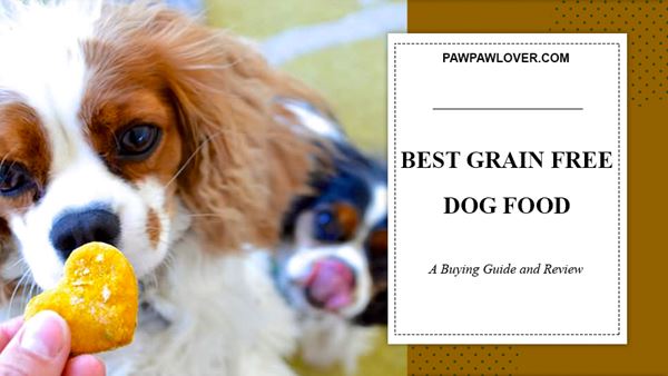 Grain Free Dog Food