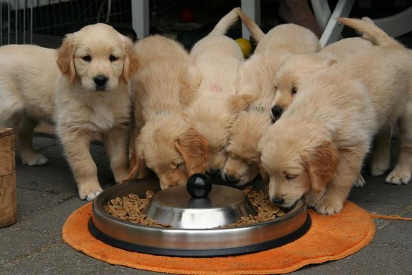 dog bowls