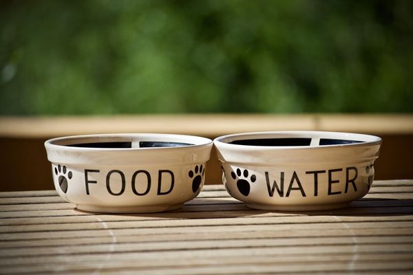 Ceramic Dog Bowls