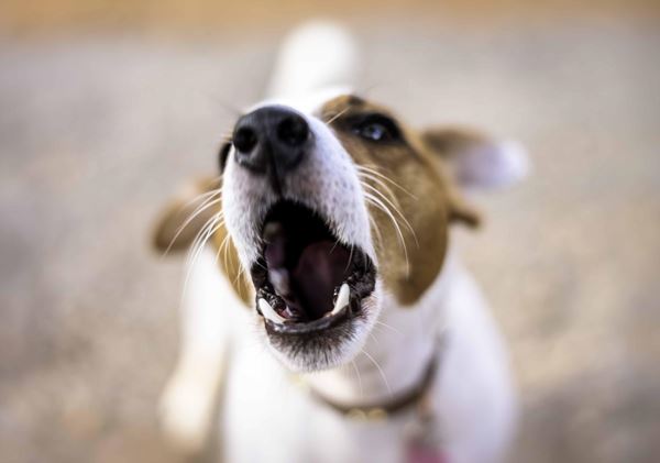 Behavior in Dogs