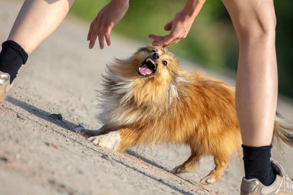 Behavior in Dogs