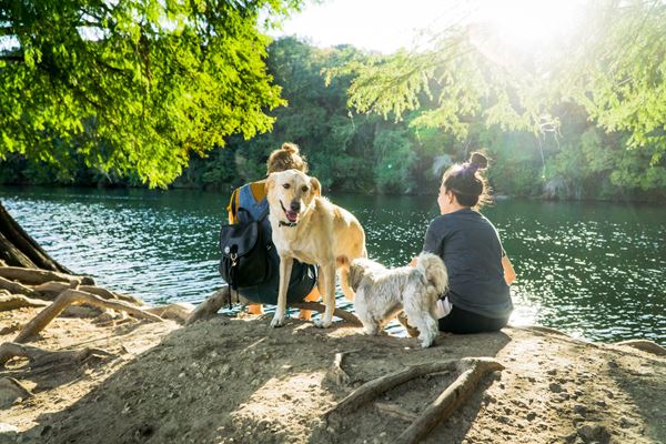 Dog Friendly Holiday Destinations