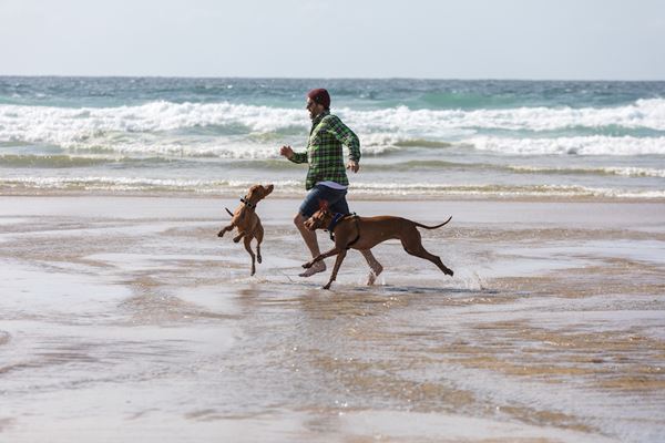 dog friendly beaches