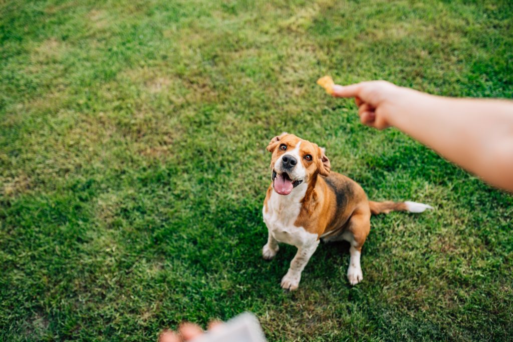 Train Your Dog With Treats