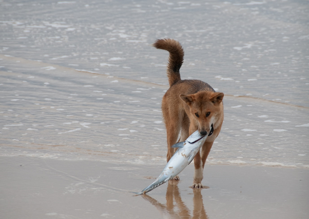Dog with fish