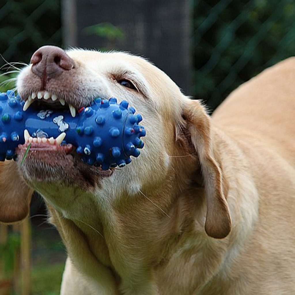 Dog chewing