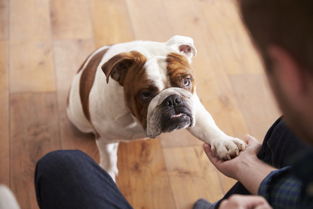 Fun Ways to Keep Your Dog Busy Indoors – The Good Dog Guide's Blog