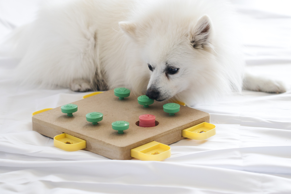 Fun Ways to Keep Your Dog Busy Indoors – The Good Dog Guide's Blog