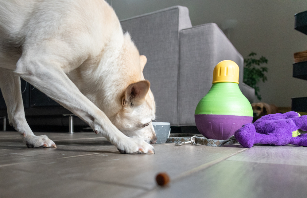 Fun Ways to Keep Your Dog Busy Indoors – The Good Dog Guide's Blog