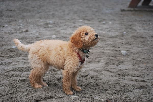 5 Reasons Why Goldendoodle Grooming is Important