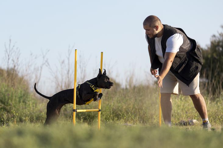 Dog training