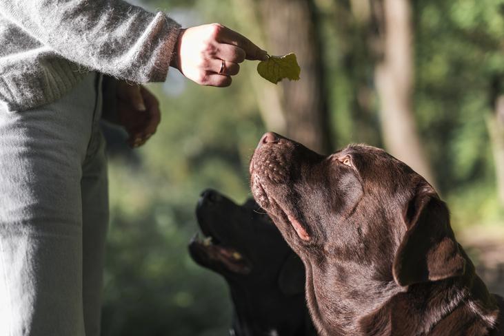 Dog training