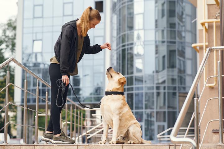Dog training