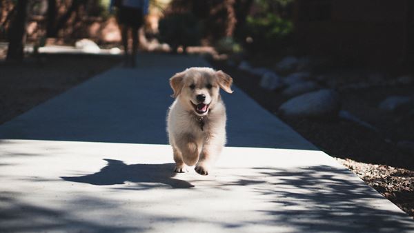 Photo by Andrew Schultz on Unsplash
