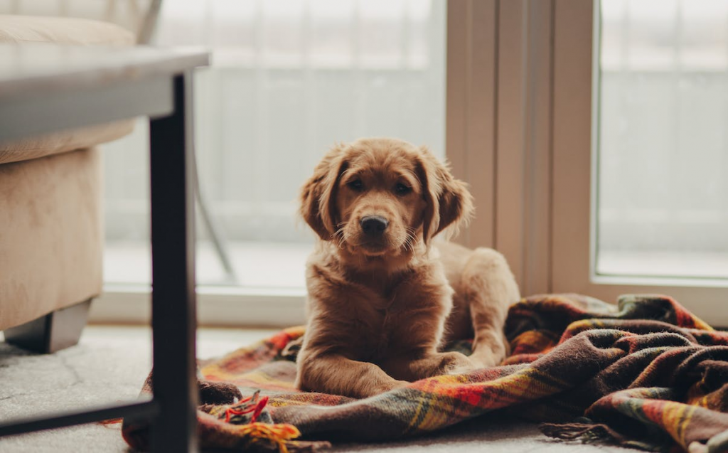 Max, a golden retriever