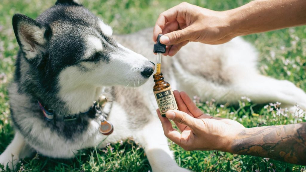 https://www.pexels.com/photo/person-holding-brown-glass-bottle-beside-white-and-black-siberian-husky-puppy-on-green-grass-field-4394151/