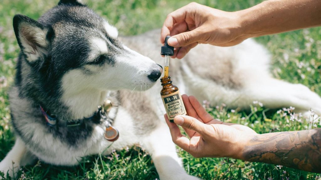 https://www.pexels.com/photo/person-holding-brown-glass-bottle-beside-white-and-black-siberian-husky-puppy-on-green-grass-field-4394151/ 