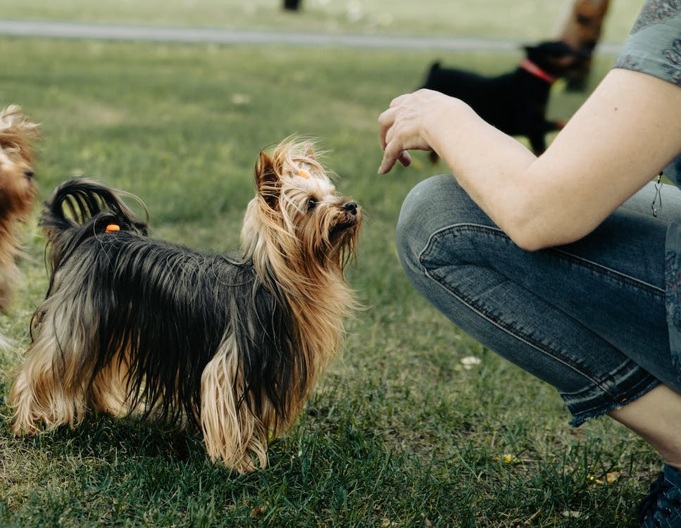 Pet's Health and Well-being