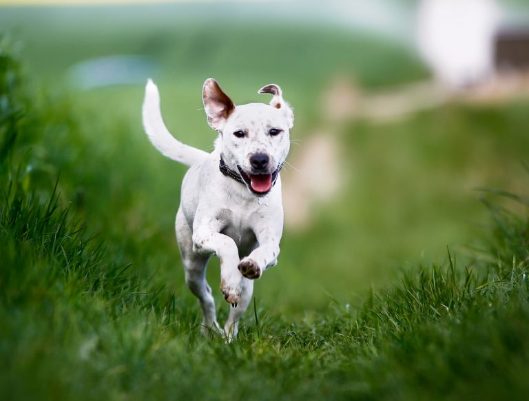 Arthritis in Dogs Signs, Symptoms and New Breakthrough Treatment