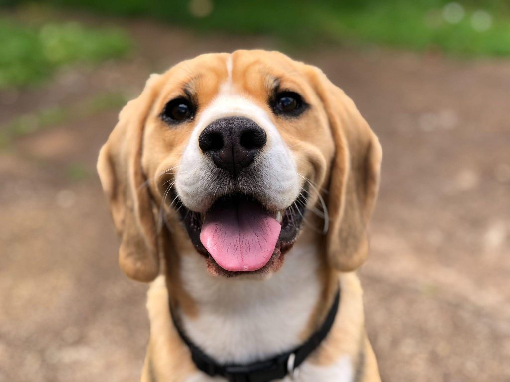 A dog’s face - Name: Photo by Milli from Unsplash