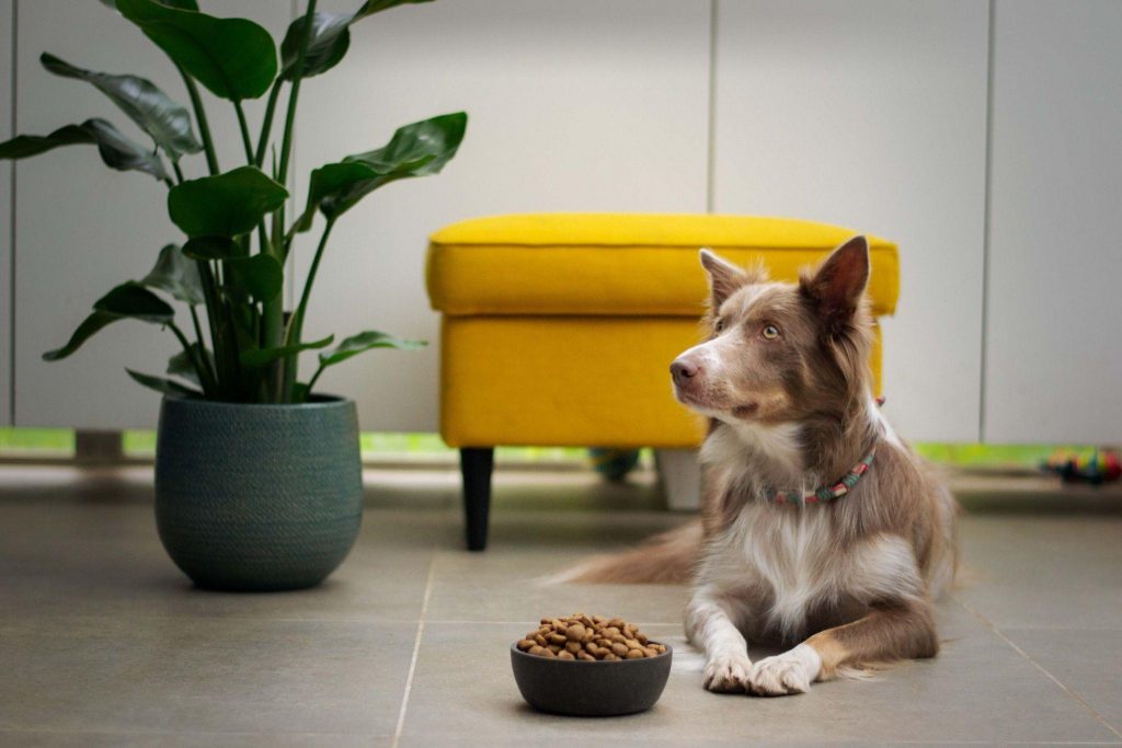  A brown and white dog sitting next to a bowl - Photo by Ayla Verschueren from Unsplash