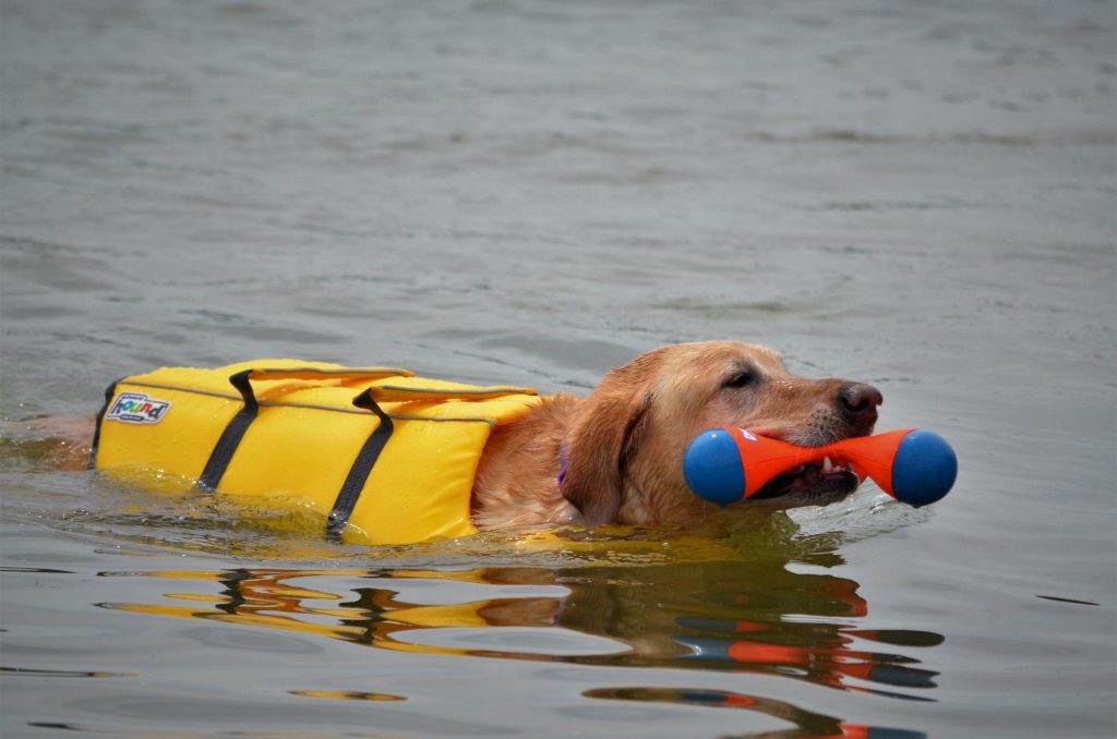 dog in water