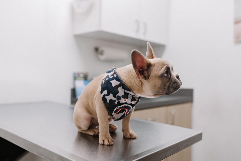 French bulldog on a countertop - Photo by Karsten Wingart from Unsplash
