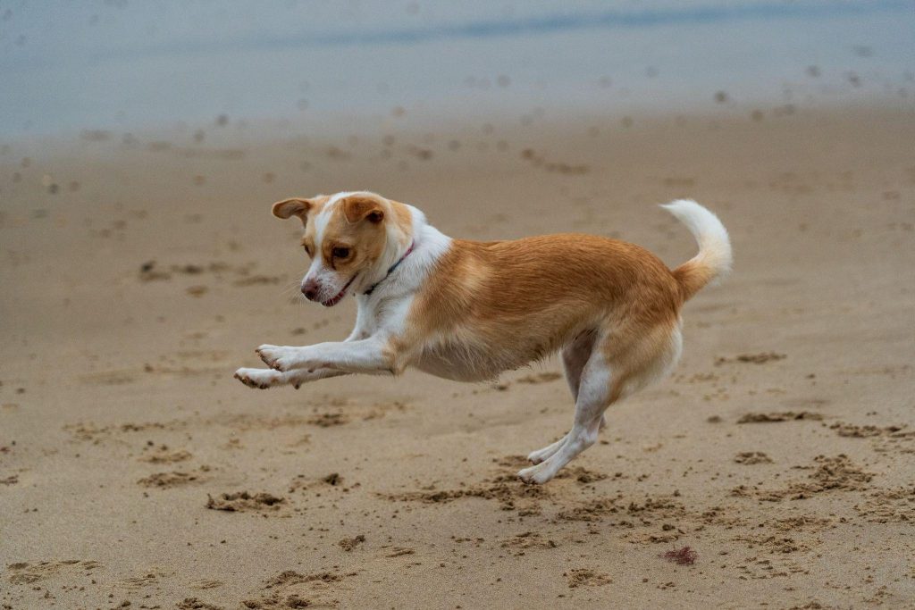Dog playing in sand