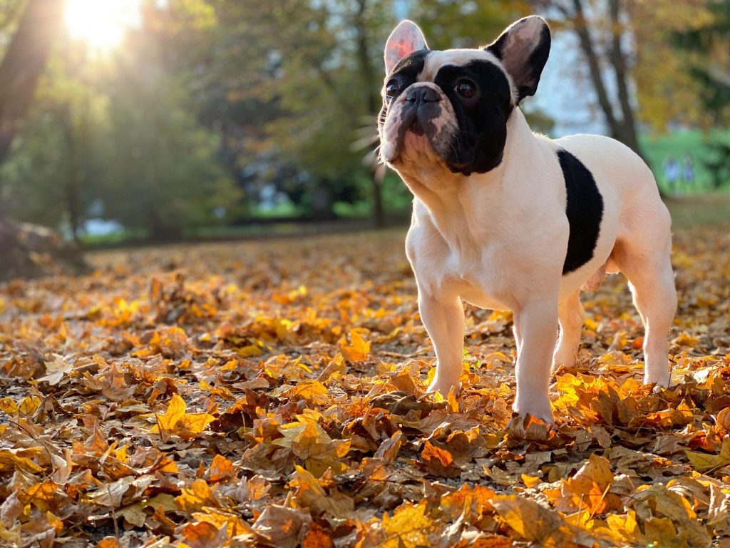 [image:https://www.shutterstock.com/image-photo/cute-black-white-french-bulldog-sits-1847779894  alt text: french bulldog standing in leaves]