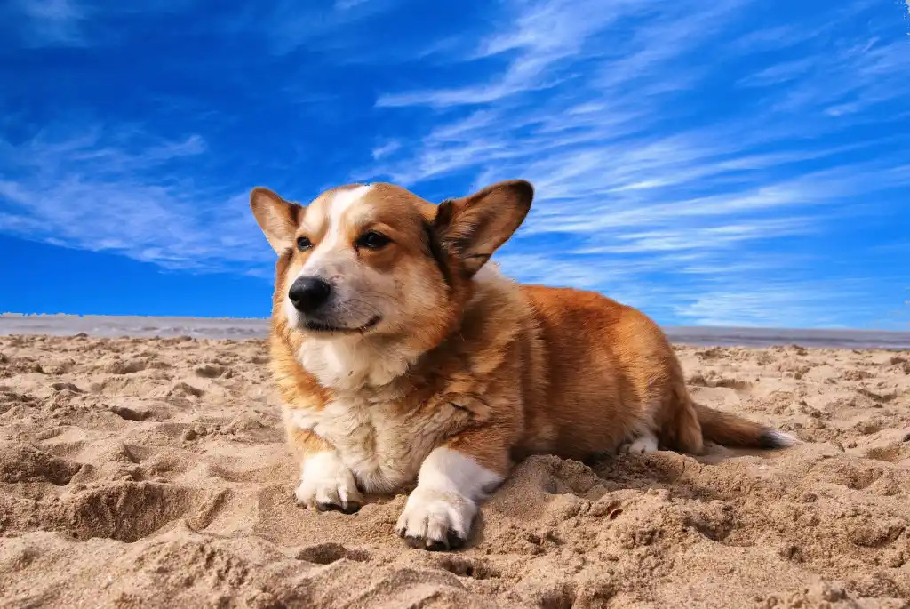 20 Dog Friendly Beaches Cornwall