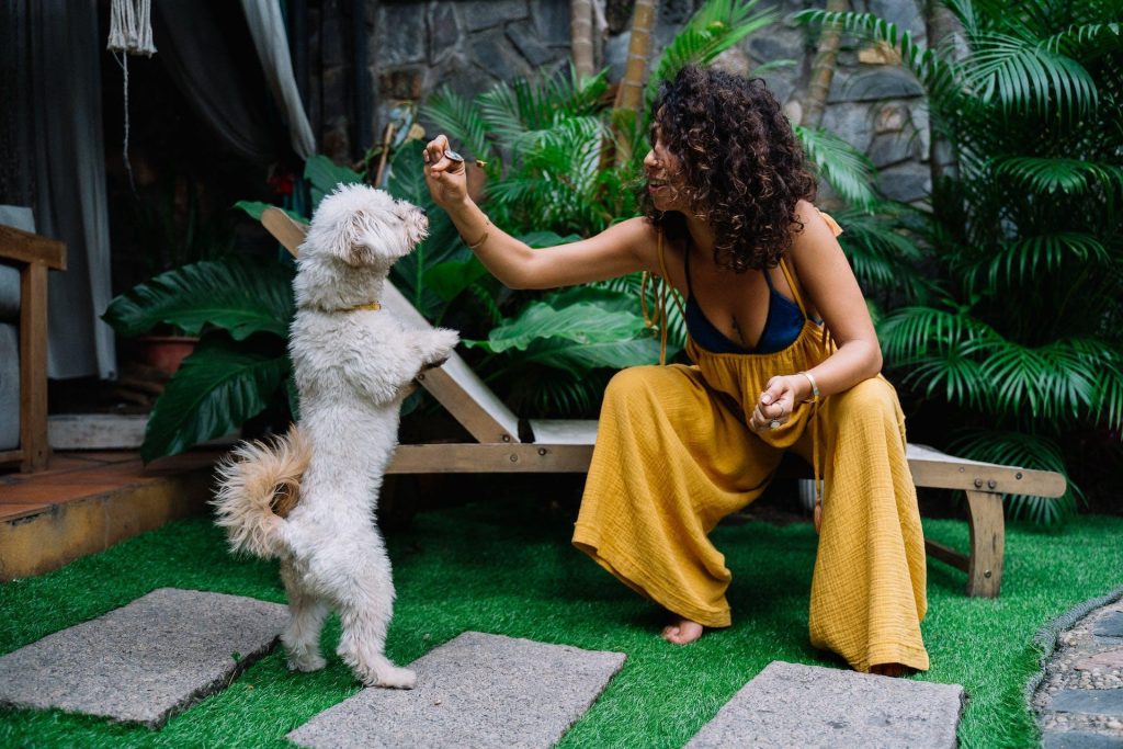 Photo of dog by Anna Tarazevich from Pexels