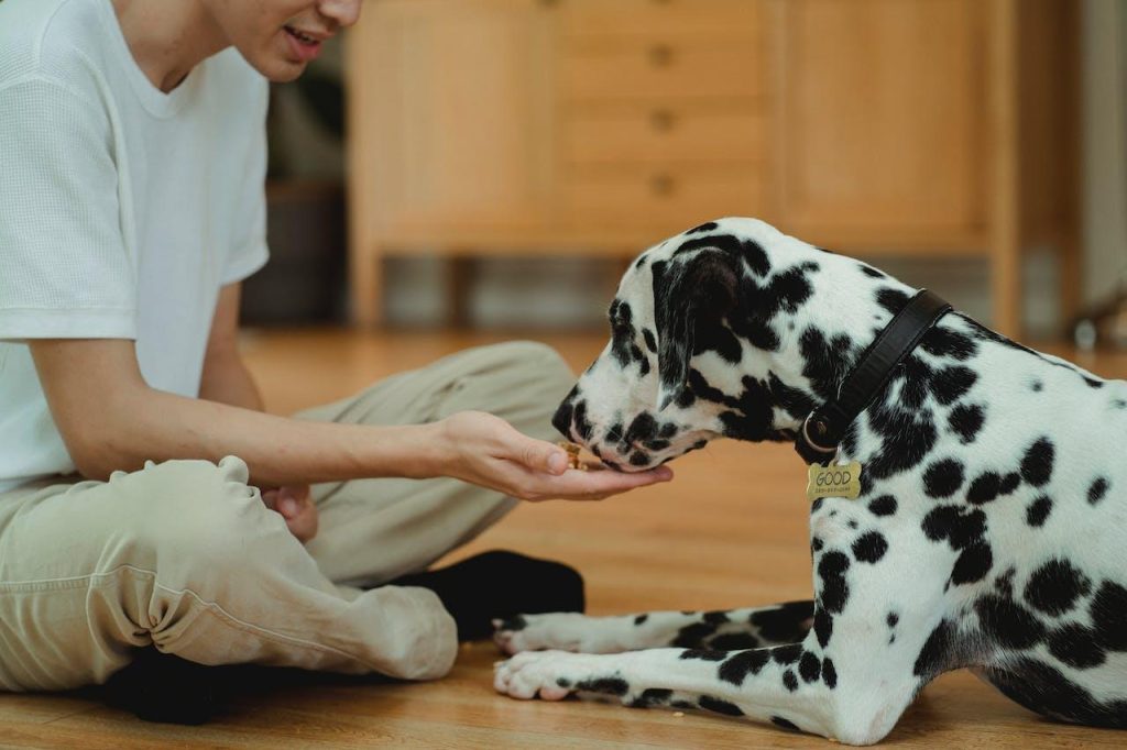 PhotoOF dog by Bethany Ferr from Pexels 