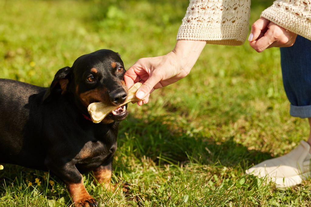 dog with a dental chew