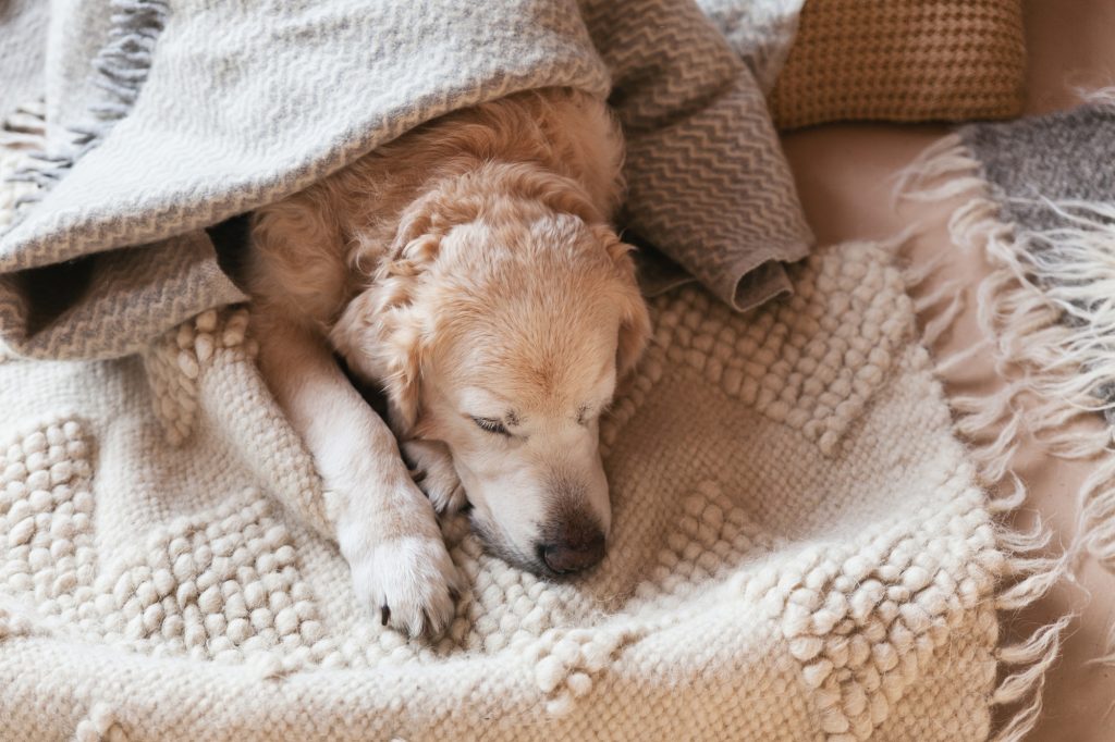 dog under blanket