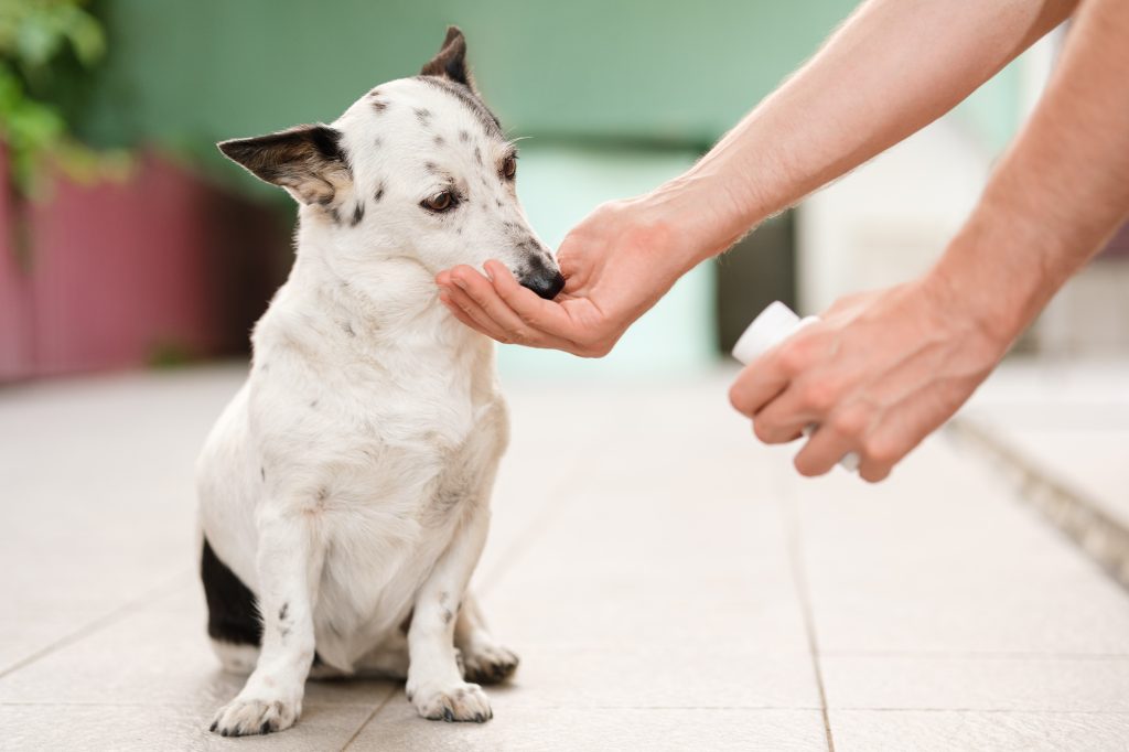 dog being fed tablet