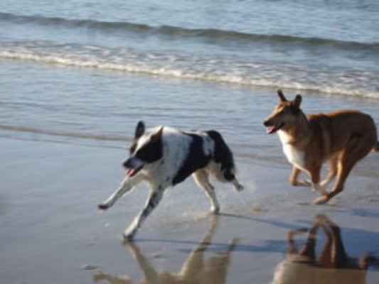 Dog Friendly Beach in Suffolk
